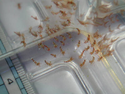 過去ログスペシャル イソギンチャクモエビの繁殖