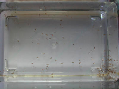 過去ログスペシャル イソギンチャクモエビの繁殖